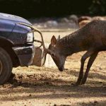 Incidente con animali: chi paga?