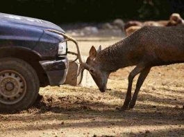 Incidente con animali: chi paga?