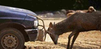Incidente con animali: chi paga?