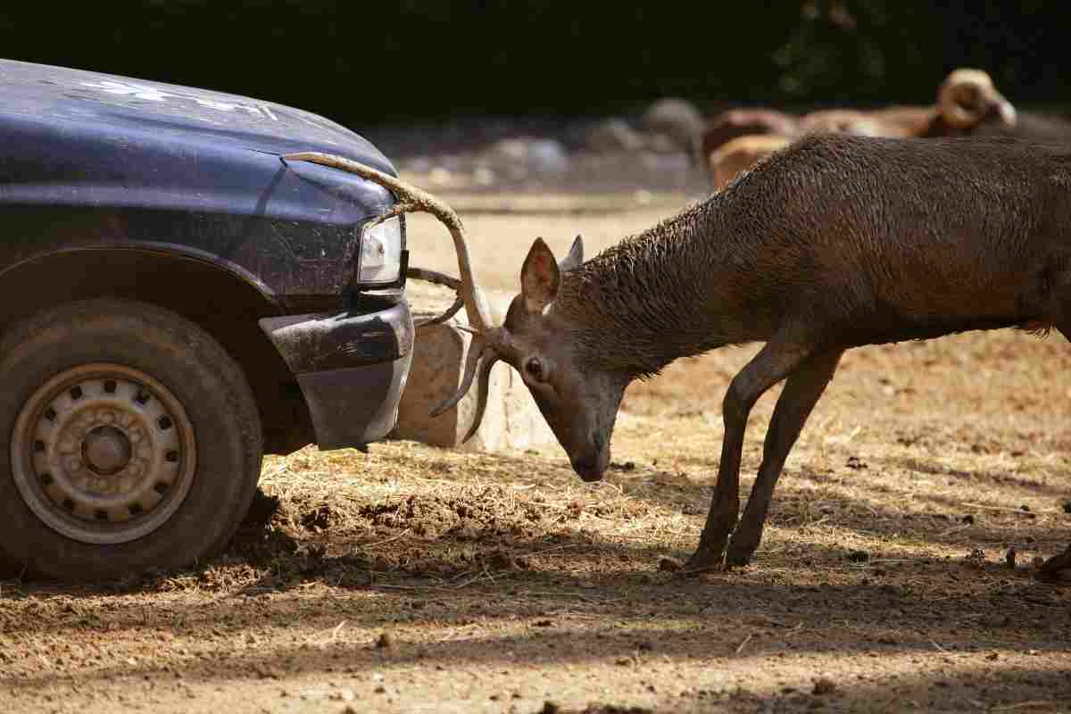 Incidente con animali: chi paga?