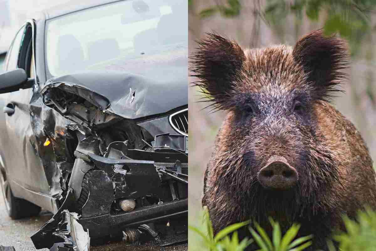 Incidente cinghiale