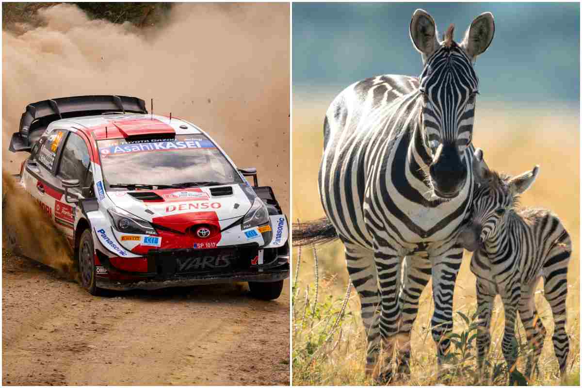 WRC, spunta una zebra in pista