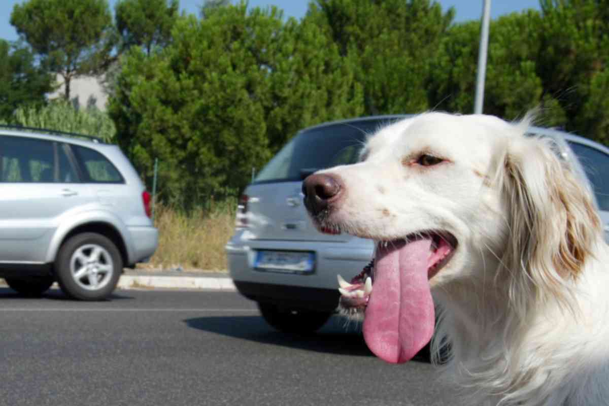 patente ritirata per abbandono animale